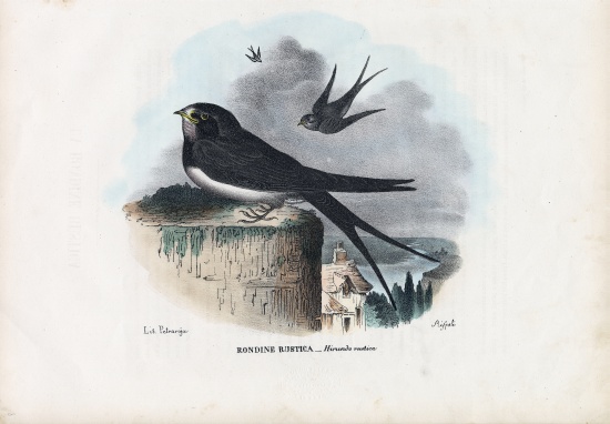 Barn Swallow von Raimundo Petraroja