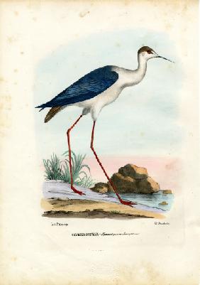 Black-Winged Stilt 1863-79