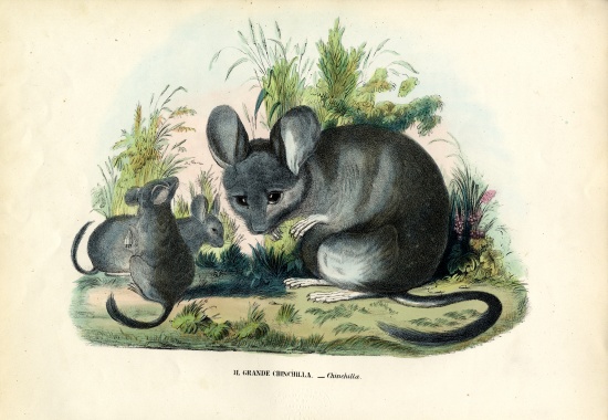 Chinchilla von Raimundo Petraroja