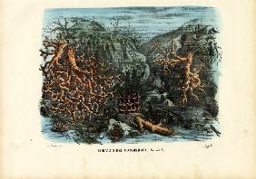 Corals 1863-79