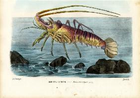 Crustaceans 1863-79