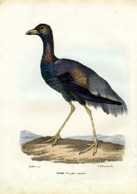 Dark-Winged Trumpeter 1863-79