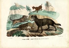 Dogs 1863-79