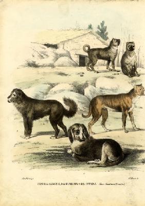 Dogs 1863-79