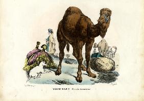 Dromedary 1863-79