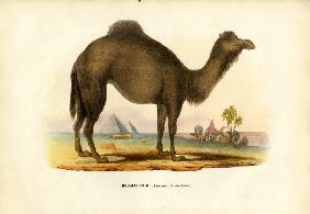 Dromedary 1863-79