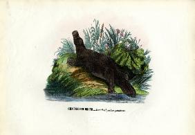 Duck-Billed Platypus 1863-79