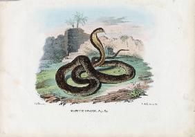 Egyptian Cobra 1863-79