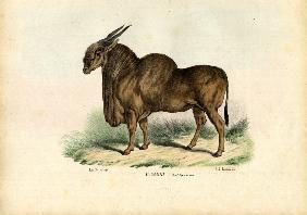 Eland 1863-79