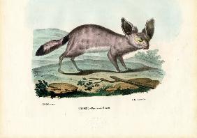 Fennec 1863-79