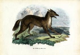 Golden Jackal 1863-79