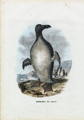 Great Auk 1863-79