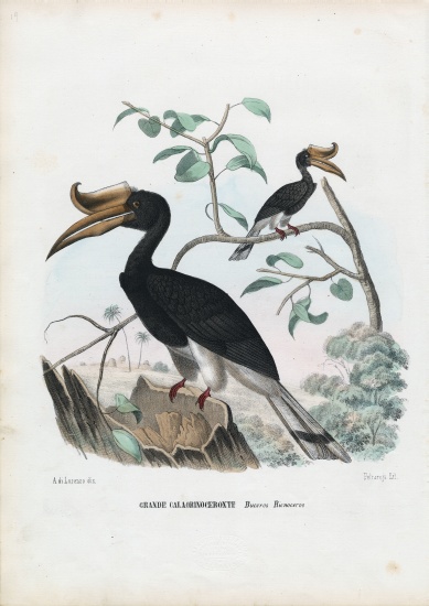 Great Hornbill von Raimundo Petraroja