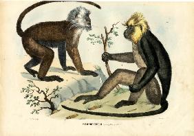 Langurs 1863-79