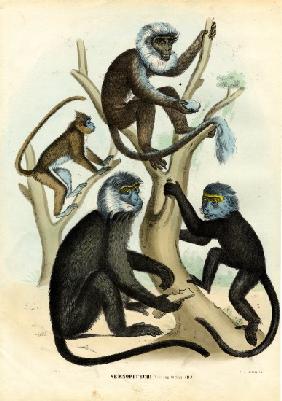 Langurs 1863-79