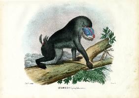 Mandrill 1863-79