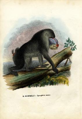 Mandrill 1863-79