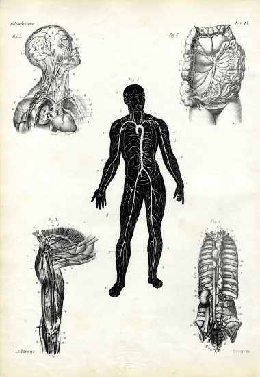 Muscles von Raimundo Petraroja