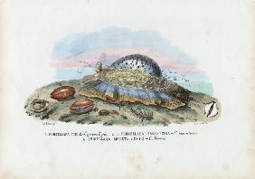 Mussels 1863-79