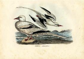 Red-Billed Tropicbird 1863-79