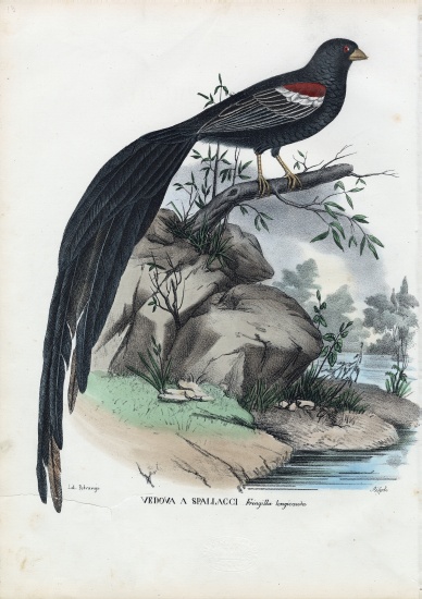 Siberian Finch von Raimundo Petraroja