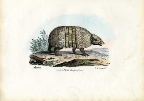 Southern Three-Banded Armadillo 1863-79