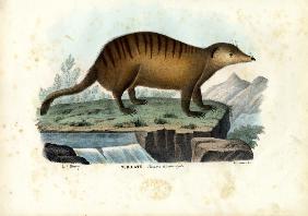 Suricate 1863-79