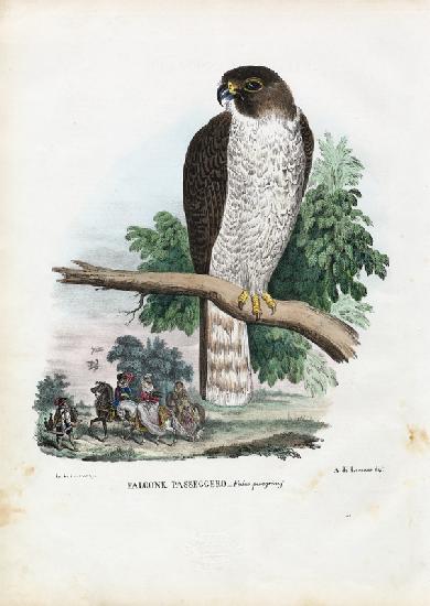 Peregrine Falcon 1863-79