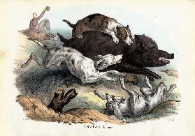 Wild Boar 1863-79