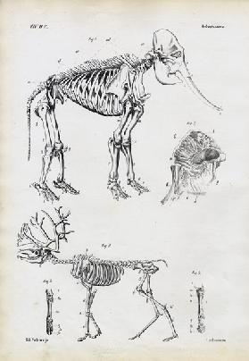 Elephant 1863-79