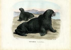 Walrus 1863-79