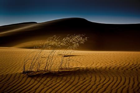 Saatgut und Sand