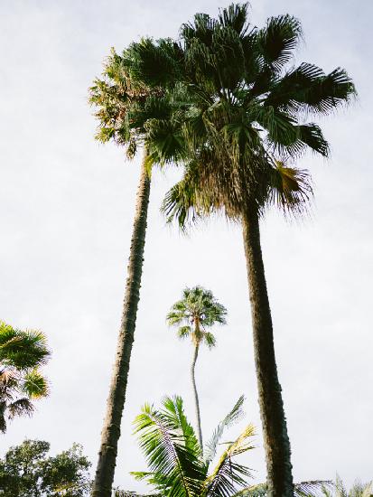 Finde mich unter der Palme