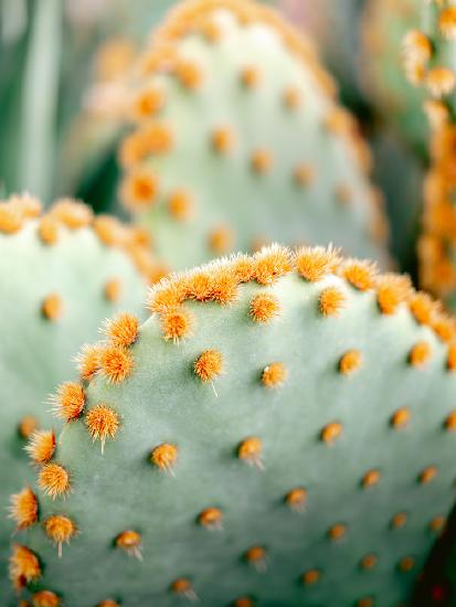 Orange und Grün II - Botanische Fotografie aus Marrakesch