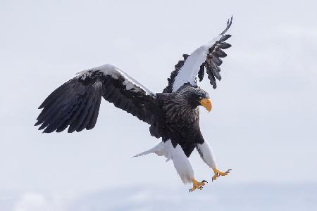 Stellers Seeadler