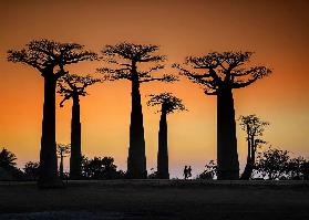 Sunset in Morondava