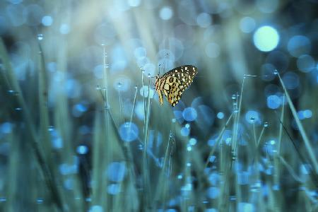 Schmetterling