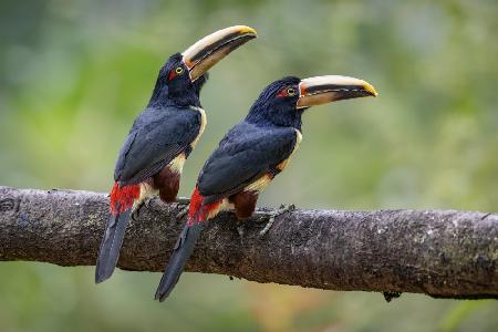 Collard Aracari