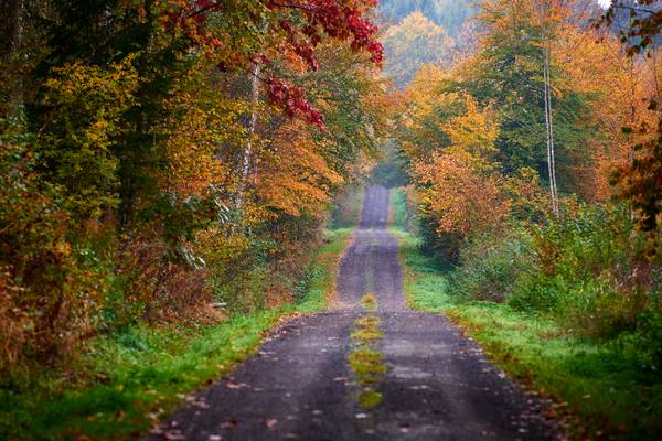 Romantischer Weg durch den herbstlichen Wald. von Robert Kalb