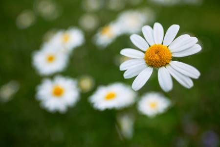 Blumenwiese mit Margeriten 2020