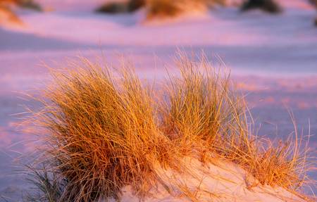 Dünengras im Morgenlicht auf Amrum 2010