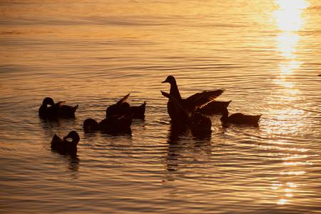 Enten im Abendlicht am Lago Trasimeno 2016