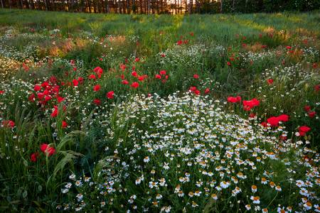 Feld mit Mohnblumen und echter Kamille, im Hintergrund ein Waldrand 2020