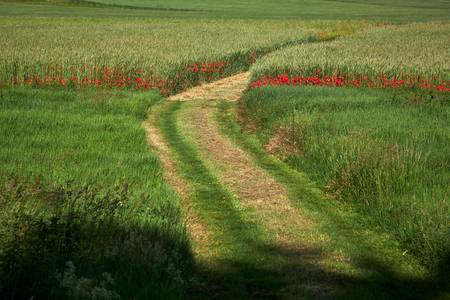 Güterweg durch ein Getreidefeld mit Mohnblumen 2020