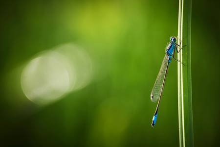 Jungfern Libelle auf Grashalm 2015