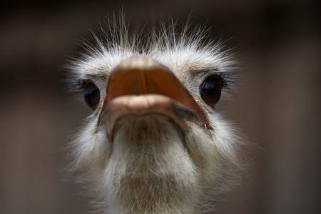 Portrait eines Straußenvogels von vorne 2016