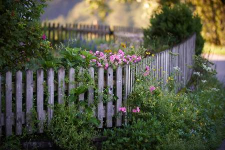 Romantischer Bauerngarten mit Rosenstrauch 2014