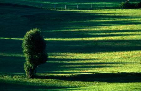 Sommerliche Almenlandschaft mit Baum 1985