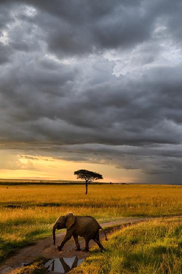 Sonnenuntergang in der Masai Mara