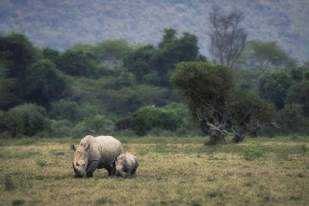 Weißes Nashorn